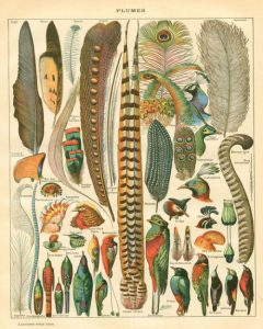 Bird Feather Art - Natural History Print - Woodland Antique Print - Scientific Illustration Vintage Print