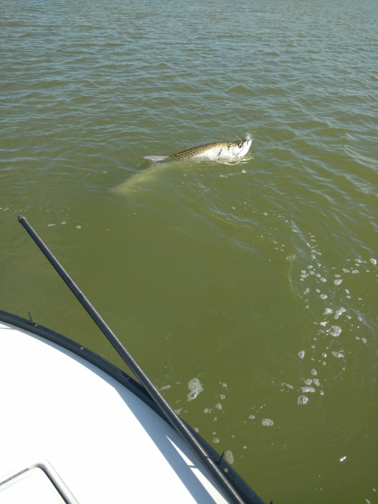 8 grandes tarpons