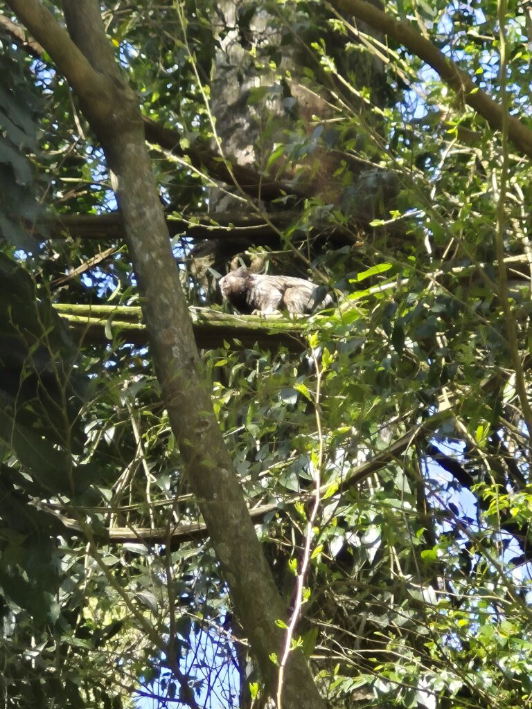 Os macaquinhos no Papa.